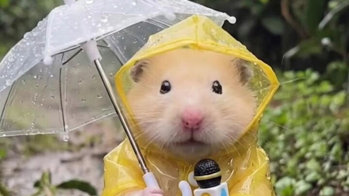 Live report from the gentle spring rain: Qingming Festival