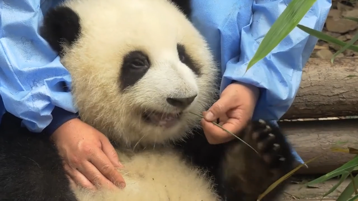 [Gấu trúc] Lại cho ăn cỏ, lại xoa đầu, tui chịu không nổi rồi đó nha😃😃😃