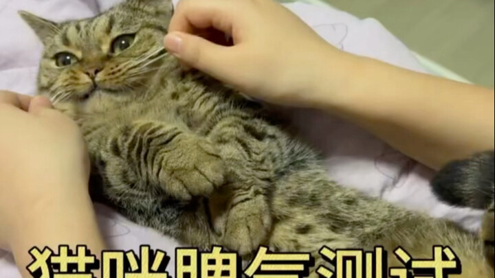 ما طبع قطتك؟؟؟