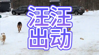 ทีมพิทักษ์สุนัขช่วยได้มาก! ทีมพิทักษ์สุนัขสร้างความวุ่นวายใหญ่!