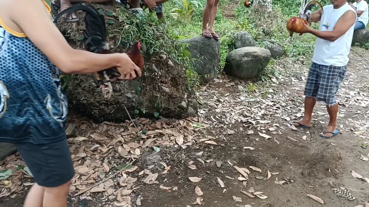 Sota 🔥