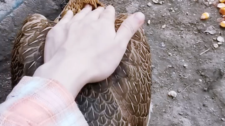 Mẹ gà, mày làm gì thế?!