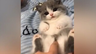 Hurry up and pet the belly while it's still small~