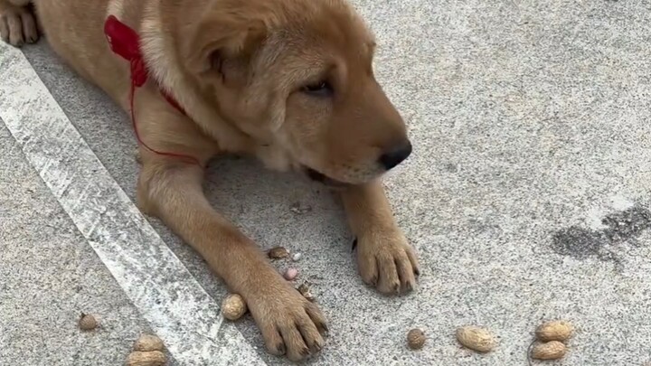 Anak anjing sambil menjaga kacang, sambil memakannya