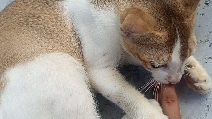 cute cat miki..