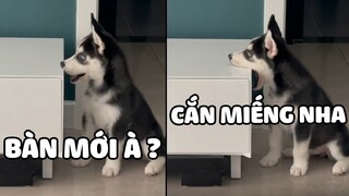 Nuôi Đại Ngáo Husky Vui Lắm, Xem Đi Thì Biết Nhàn Cỡ Nào 😂 | Yêu Lu