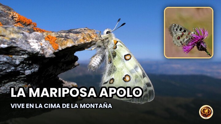 La mariposa que parece tener SANGRE en las alas 😱🦋