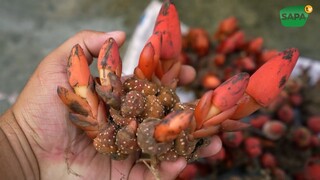 CHỢ PHIÊN TÂY BẮC | ẨM THỰC LAI CHÂU TOÀN MÓN NGON KHÓ CƯỠNG