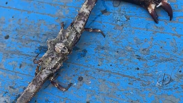 Những con cua này tuyệt đối không được ăn, mua phải thì vứt ngay!