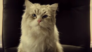 الساحر الشرقي يجذب القطط【أعمال مختارة من التصفيات التمهيدية لمسابقة مونتاج بيلي بيلي 2020】