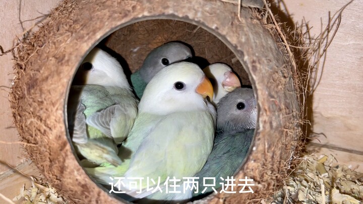 You might not believe it, but five baby birds squeezed inside a single coconut shell!