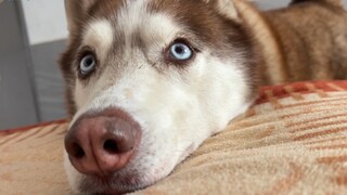 عندما أعطيه الطعام، يشكو من قلته، وبعد أن أعطيه لا يأكله أصلاً، هل هذا الـ "إير ها" وقح أم ماذا؟