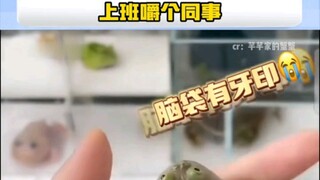 مضغ ضفدع مضحك "أليف" لزميل في العمل