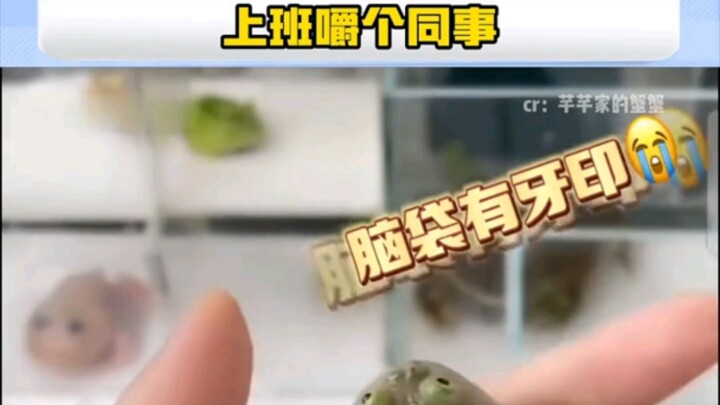 上班先嚼个同事 "宠物 "搞笑 "青蛙