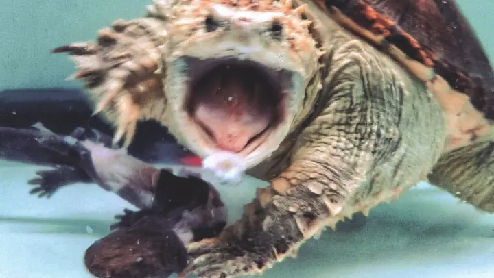 Animal|Florida Snapping Turtle Eat Fish