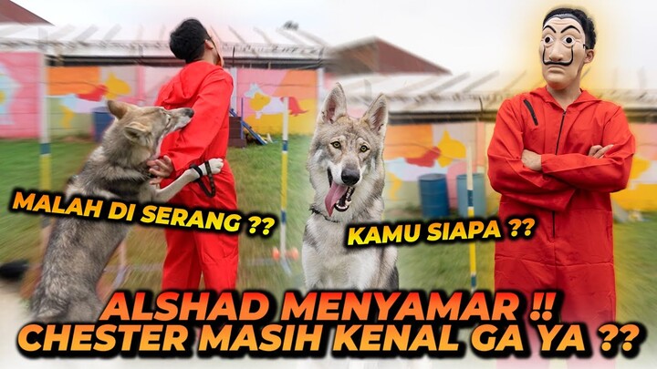 CHALLENGE KEPINTARAN CHESTER ! ALSHAD MENYAMAR JADI ORANG LAIN, APAKAH CHESTER BISA MENGENALINYA ?!