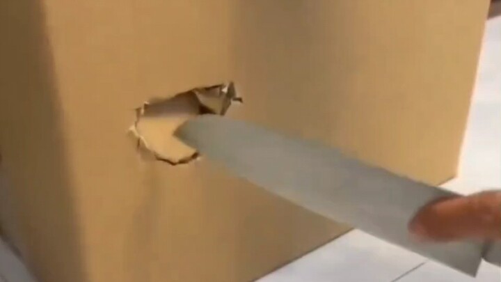 That's why cats hate dogs.