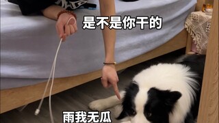 ความแตกต่างก่อนและหลังเลี้ยงสุนัข