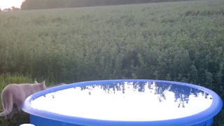 "Wild Adventure at the Big Water Basin: A Rotating Cast of Orange Cats, Foxes, Raccoons, and Deer"