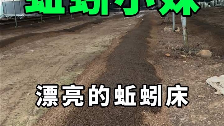 There are so many earthworms in this worm bed!