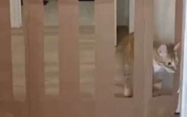 Menguji seberapa kecil lubang yang bisa dilalui oleh kucing
