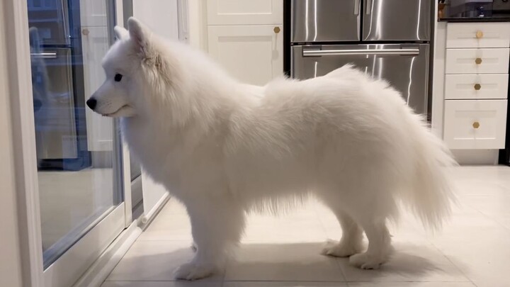 Kehidupan Bosan Samoyed Setelah Kanada Dikunci [mochamilk]