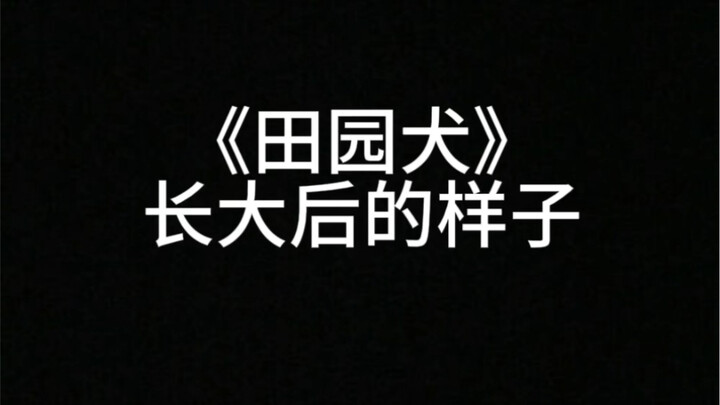 What a farm dog looks like when it grows up.