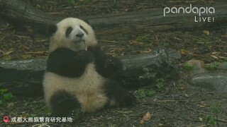 下雨天积极营业的和花花