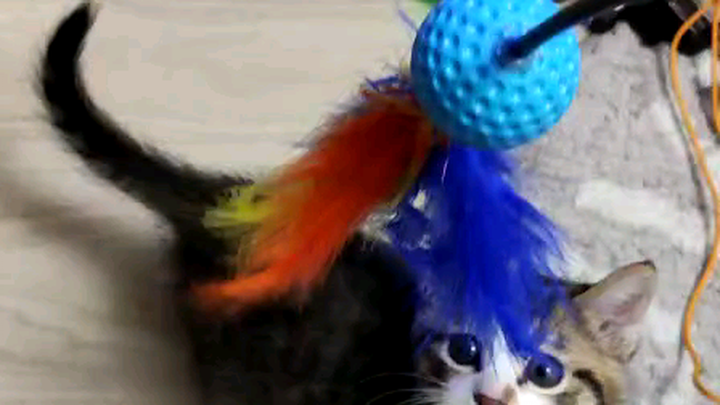 Ulang tahun saya, yo-ho, sudah tiba! Kan ulang tahun, awalnya sih biasa aja.