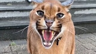 Serval cats can't talk—they can only greet you by baring their teeth.