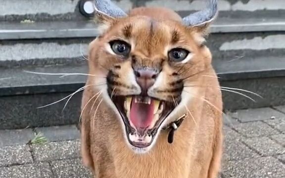 แมวดาวไม่สามารถพูดได้ ได้แต่แยกเขี้ยวทักทายเท่านั้น