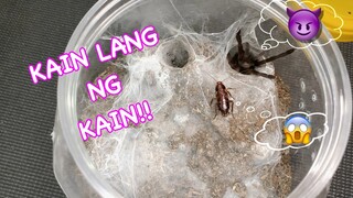 Happy Tummy Tarantula | Vlog#15