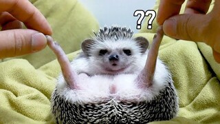 จะเกิดอะไรขึ้นถ้าคุณจับเม่นที่เท้า?