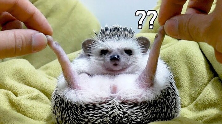 จะเกิดอะไรขึ้นถ้าคุณจับเม่นที่เท้า?