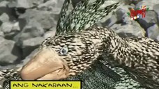 EPISODE 25 DA ADVENTURES OF PEDRO PENDUKO