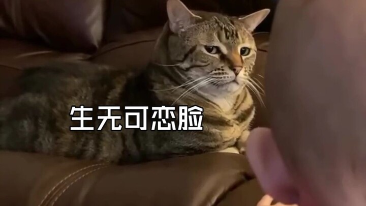 🐱: Thế giới này quá ồn ào