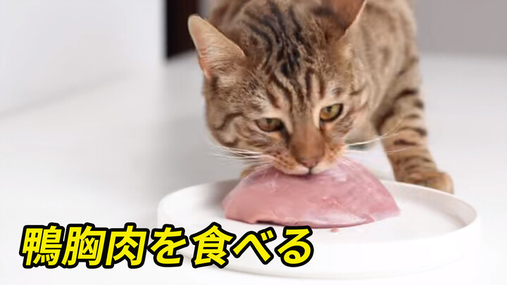 Binatang|Kucing Kuwuk Makan Daging dan Tulang Mentah