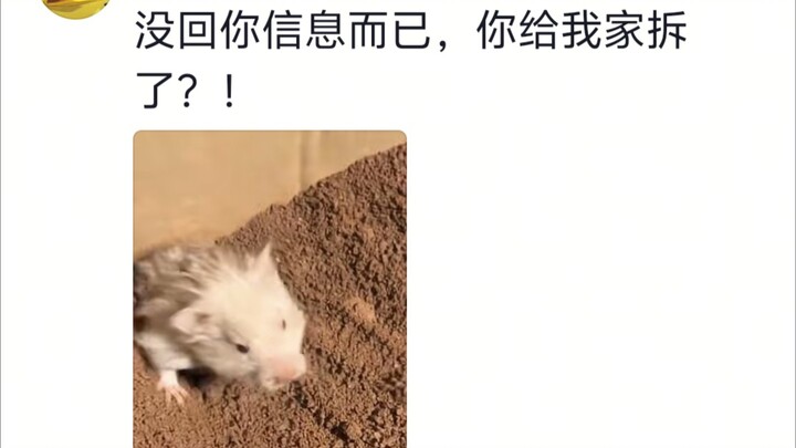 Belum pernah melihat seekor hamster emas se-amarah ini