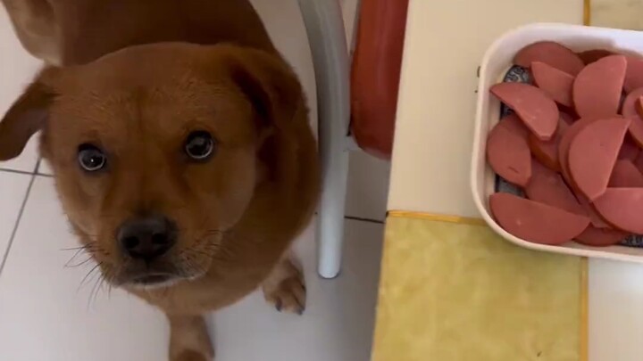 Trust me! I didn’t sneak a bite—it was him who fed it to me, and then he framed me!