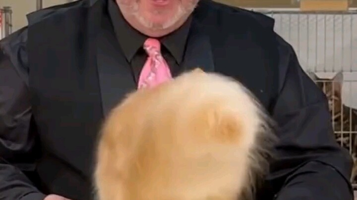 The giant feather duster that appeared at the cat beauty pageant #cutepets