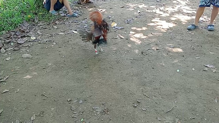 JROOSTER DINK FAIR SWEATER VS ALI DOM