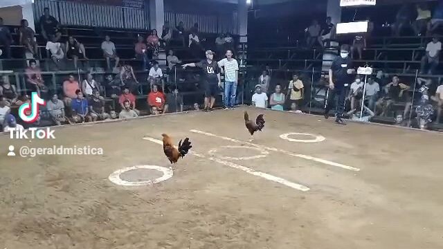 7 stag bmeg sabing idols