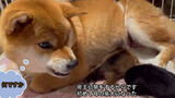 Animals|A Shiba Inu Couple Who Have Just Become Parents
