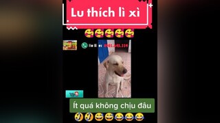 giaitri chócute chómèohàihước   Lu thích lì xì