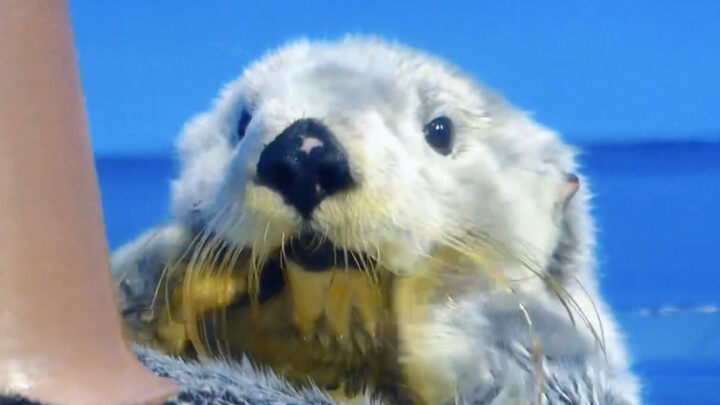 Little Sea Otter Head-Stroking and Face-Rubbing Facial Expressions - Pure Enjoyment Version