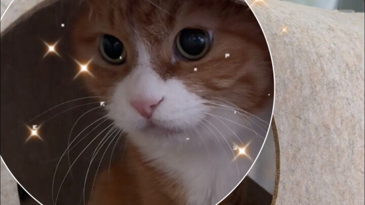 Bà lão Tiểu Mi đã trở lại đỉnh cao nhan sắc!!!