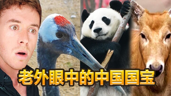 Blogger Inggris: Bangau Jambul Bertemu Panda Raksasa – Paduan Hitam-Putih Itulah Warna Khas Tiongkok