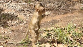 Never Seem My Princess Tiny Lola Stand Eating, Adorable Baby Monkey Lola Find Mom, Baby God Full