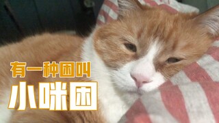 Papi Jiang's Big and Small Mi: ง่วงจังเลย! อยากได้จูบ กอด และเลียให้ตื่น!