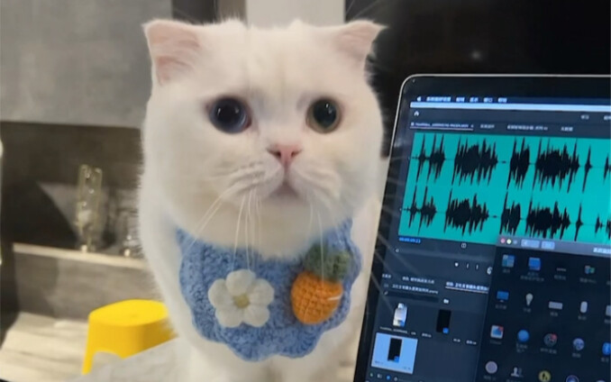 Apa yang akan dilakukan kucing saya ketika saya begadang bekerja?